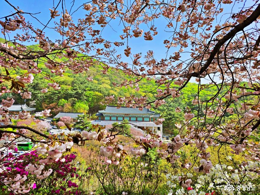 봄의 새로운시작! 겹벚꽃 만발한 각원사 사진