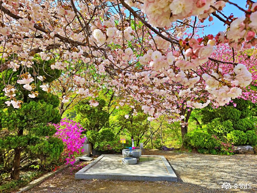봄의 새로운시작! 겹벚꽃 만발한 각원사 사진