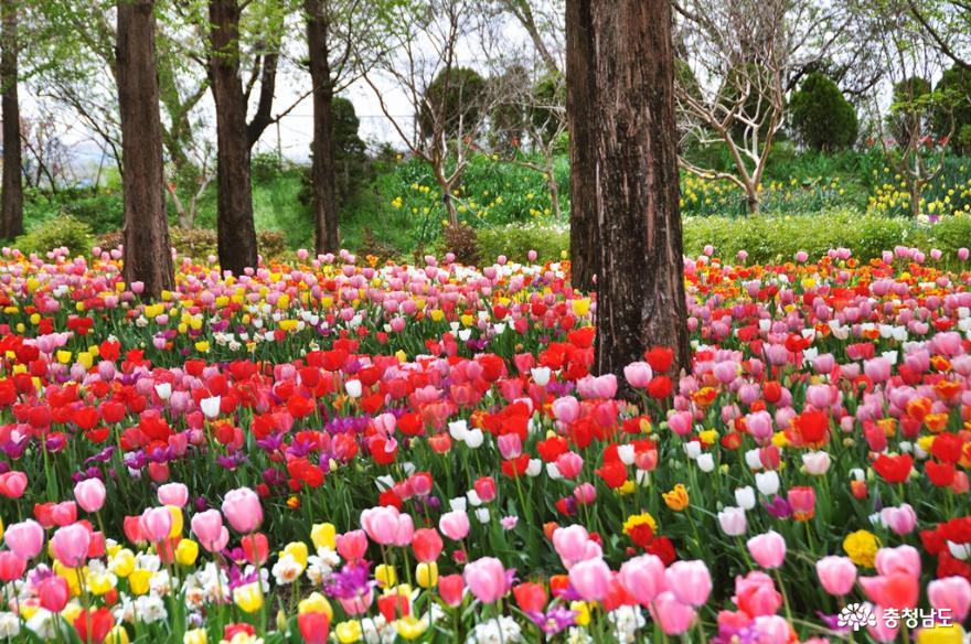 재개장한세계꽃식물원에서아름다운힐링의시간을보내다 3