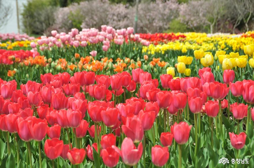 재개장한 세계꽃식물원에서 아름다운 힐링의 시간을 보내다 사진
