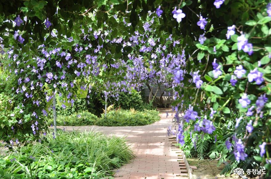 재개장한세계꽃식물원에서아름다운힐링의시간을보내다 13
