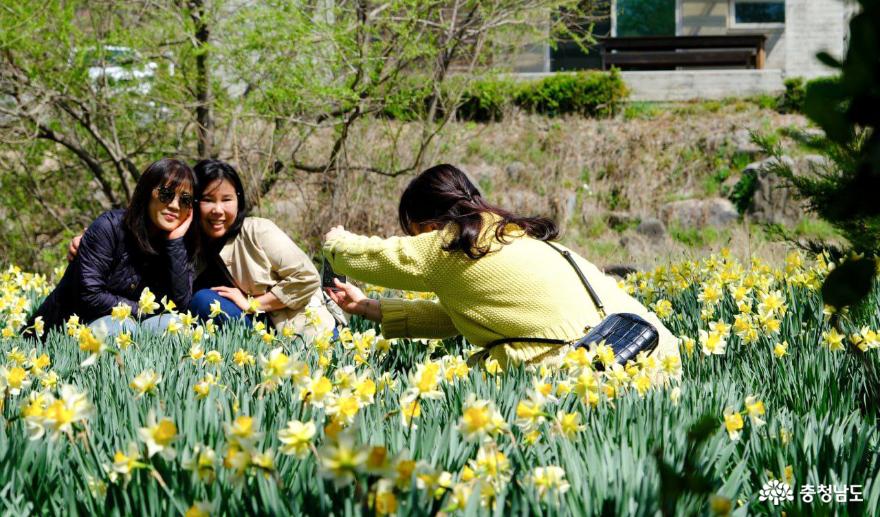 관광객들이 수선화 봄꽃 명소앞에서 사진촬영을 하고 있는 모습.