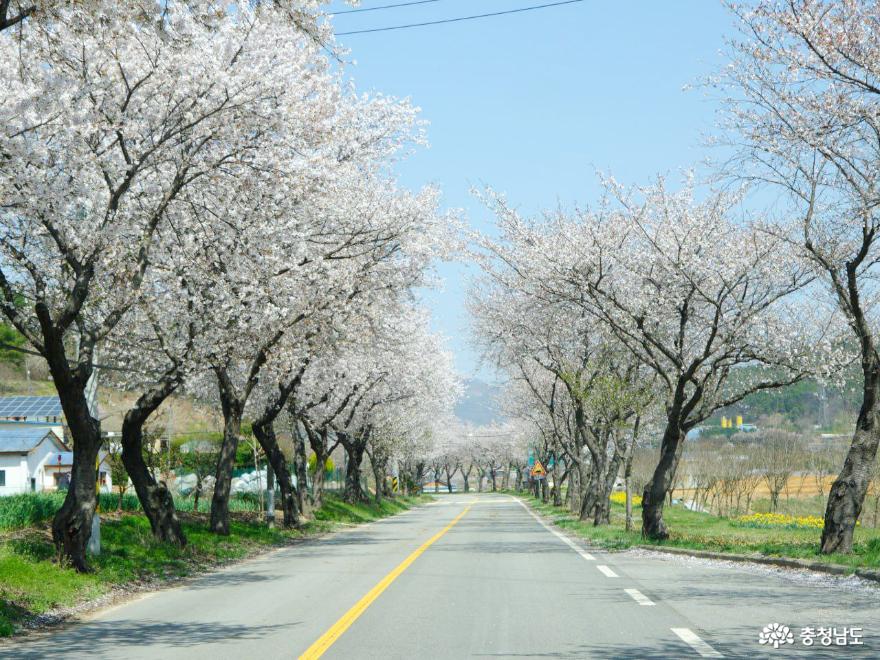거북이 마을 입구 모습. 최소 2km가 넘는 거리에 벚꽃 나무가 심어져 있다.