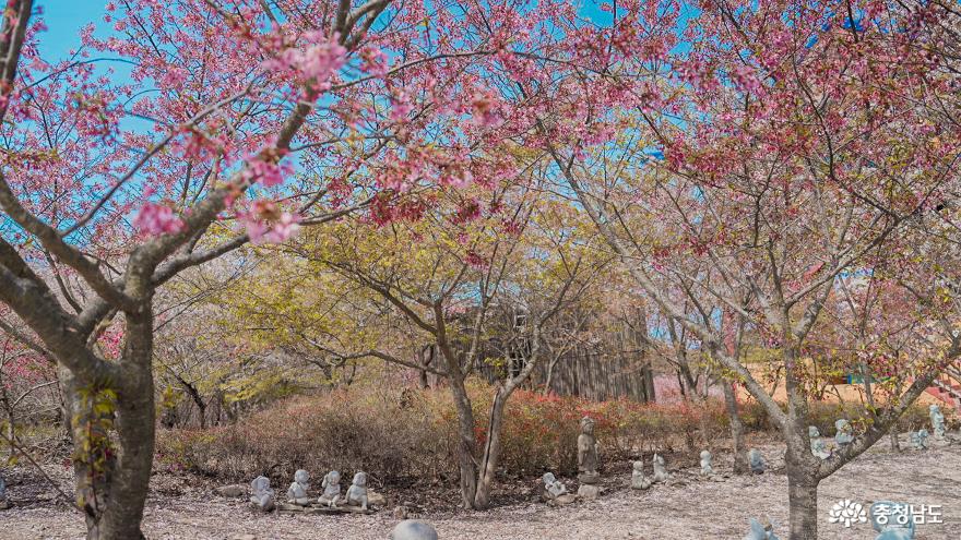 충남의 아름다운사찰 봄꽃이 화사한 태안 안면암&천안 각원사 사진