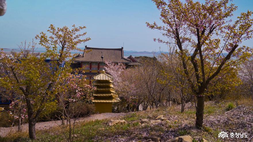 충남의 아름다운사찰 봄꽃이 화사한 태안 안면암&천안 각원사 사진