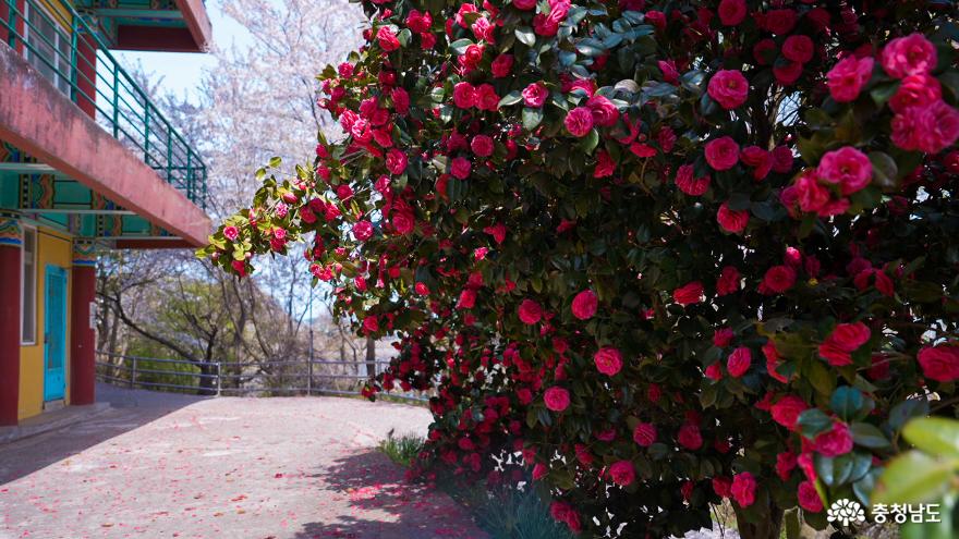 충남의아름다운사찰봄꽃이화사한태안안면암천안각원사 5