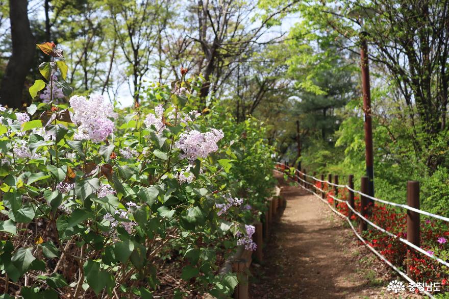 계절꽃만발한천안남산근린공원 8