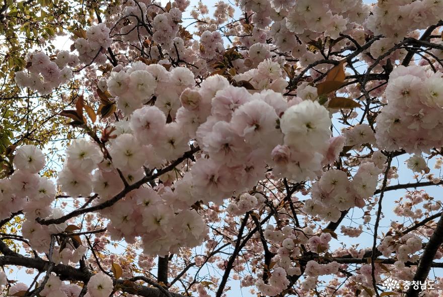 천안 각원사에 만개한 연분홍 겹벚꽃.  