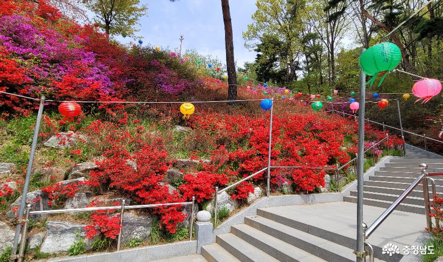 천안 각원사 대웅보전에서 청동대불로 향하는 길가의 봄꽃.