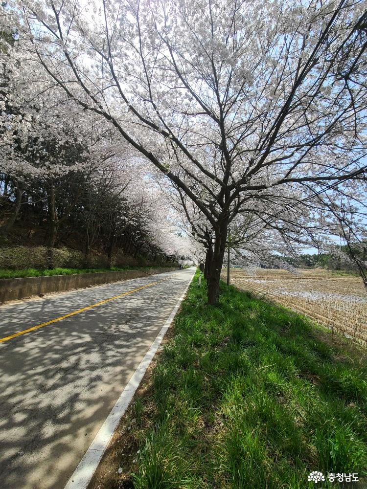 숨겨진 벚꽃놀이 장소 사진