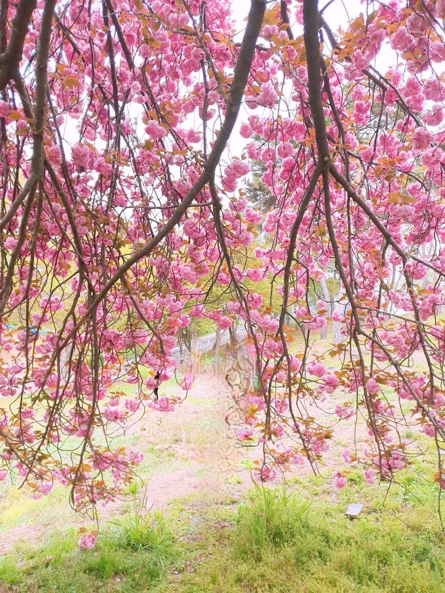 성암서원 그곳엔 멋진 왕벚꽃 나무가 있어요