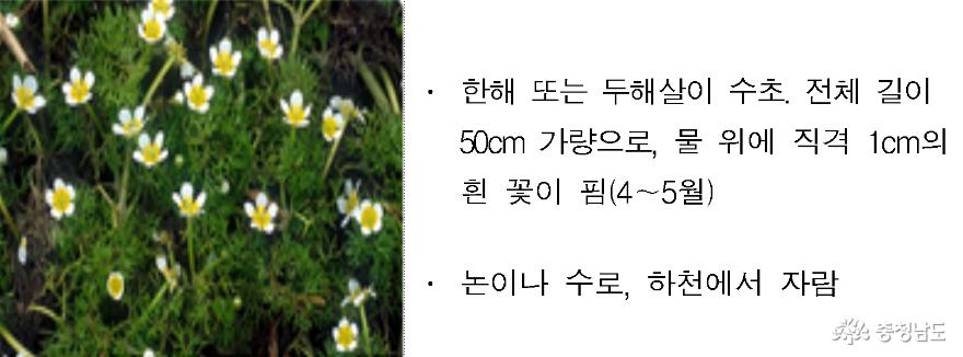 금강유역환경청, 멸종위기종 ‘매화마름’ 복원 앞장