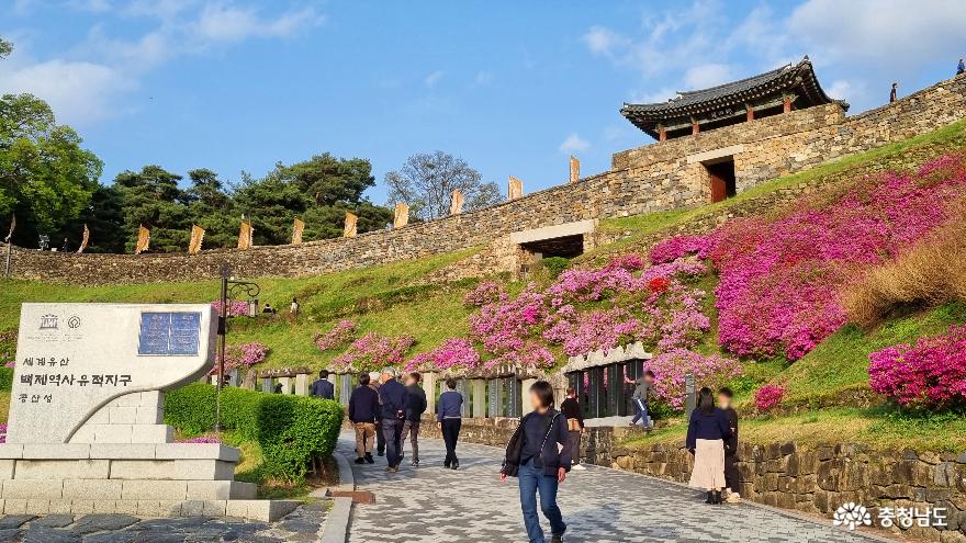 공주 철쭉꽃 명소 공산성