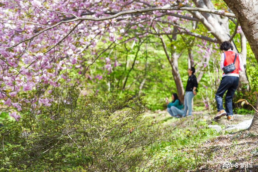 겹벚꽃의 성지, 서산 문수사 사진