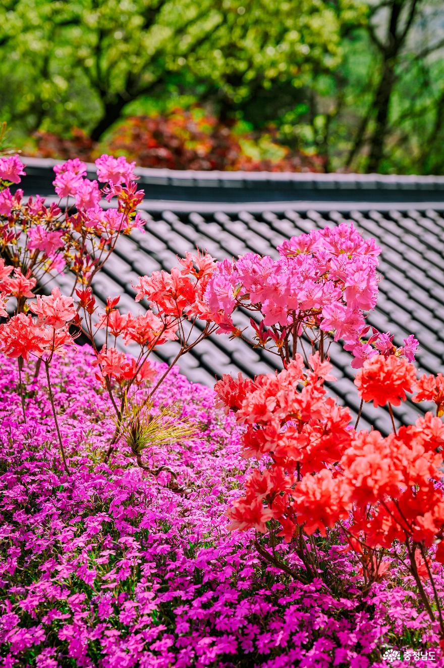 철쭉과 꽃잔디로 가득한 꽃절, 금강사 사진