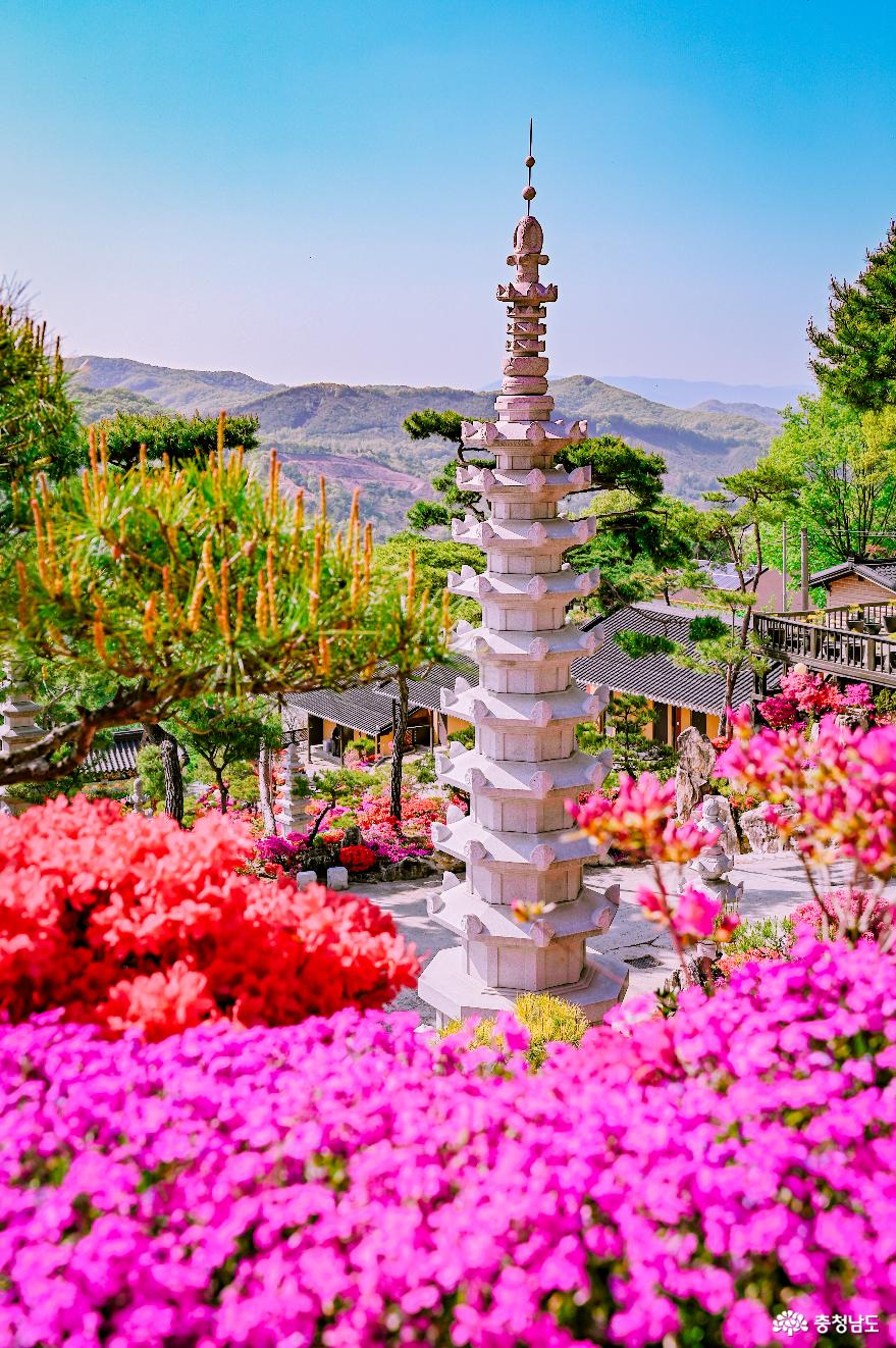 철쭉과 꽃잔디로 가득한 꽃절, 금강사 사진
