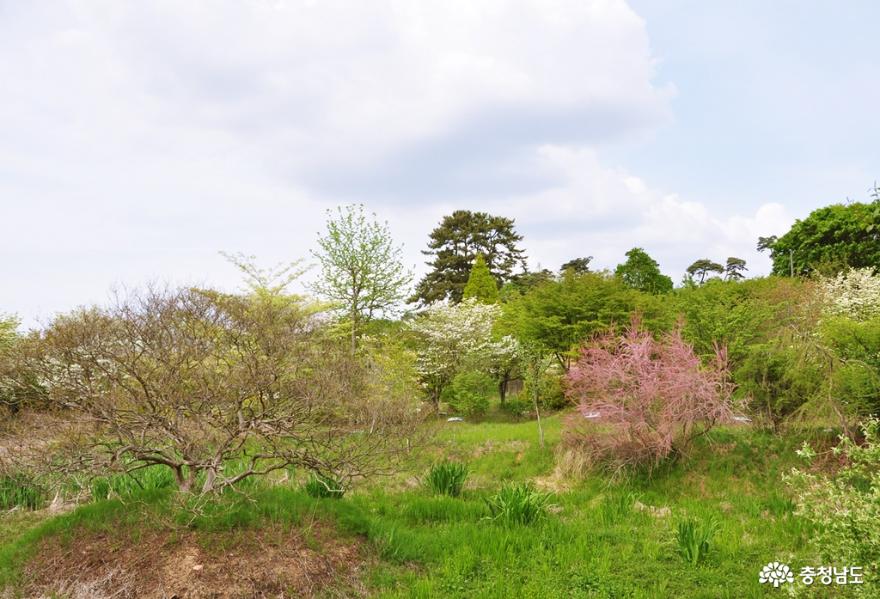 하얀 손수건을 흔들 듯 피어난 산딸나무 종류가 다양한 귀거래향식물원에서 사진