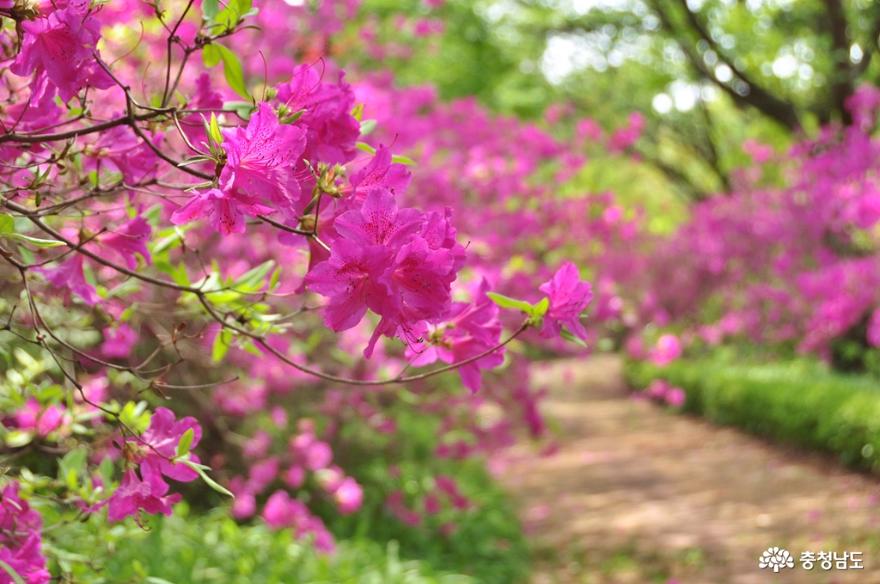 아직 산철쭉과 영산홍이 화려한 그림같은 수목원에서 사진