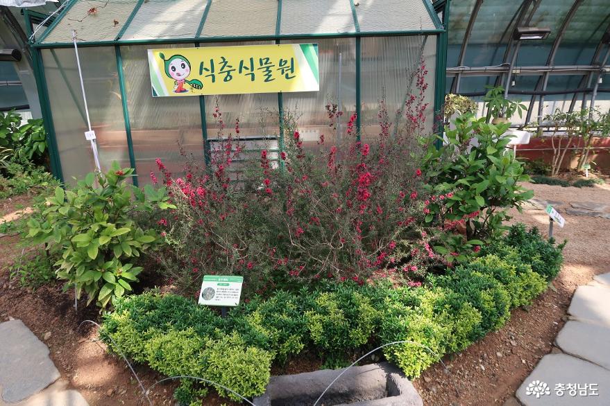 충남농업기술원다양한꽃정원과식물원예치료관을관람하다 9