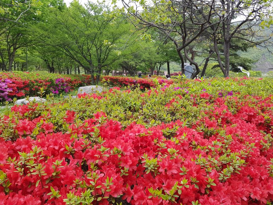 꽃물결에감탄철쭉꽃화사한보령댐물빛공원 9