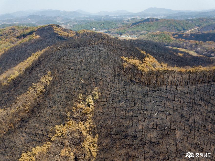 홍성 등 산불 피해지역에 복구비 808억 원 지원