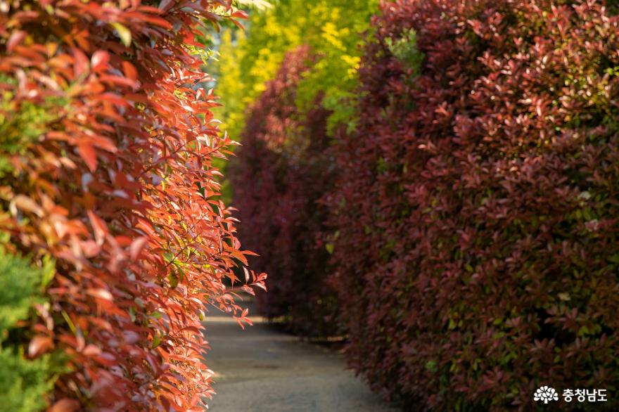 태안청산수목원의홍가시나무붉은물결 1