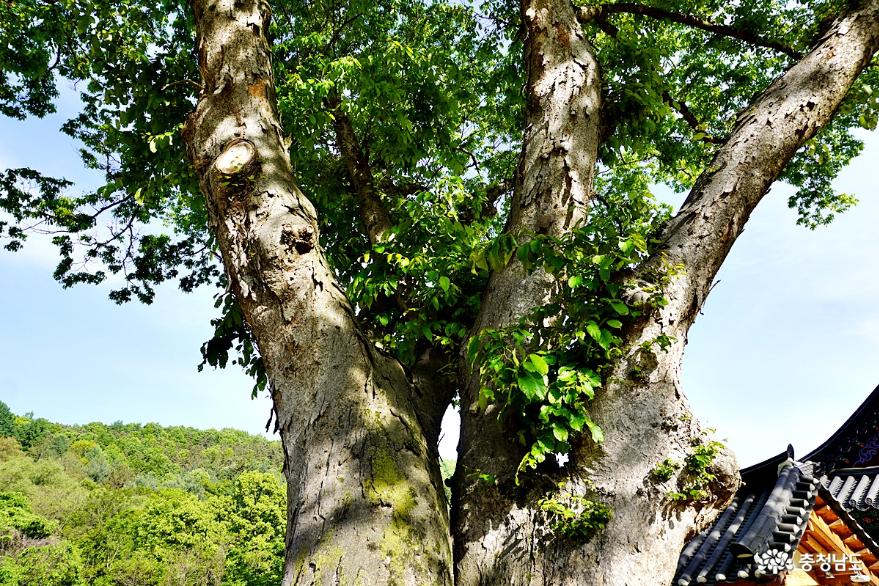 보호수 연리근 나무