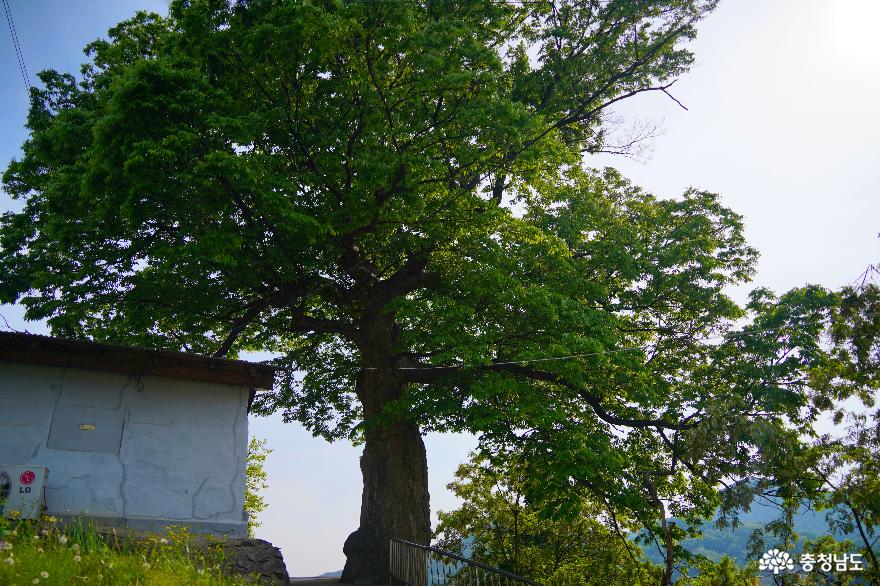 공주목관아 복원 현장 위쪽으로 370여 년 수령의 느티나무 보호수가 서 있다.
