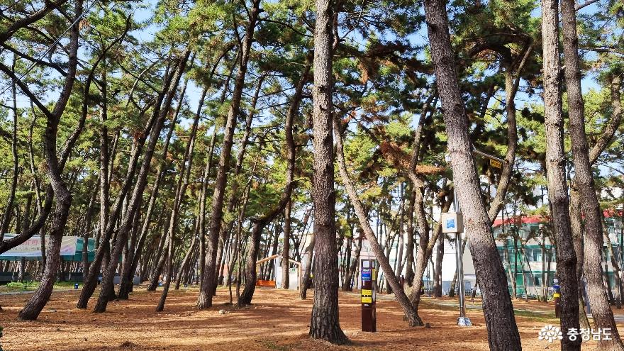 보령 국민여가 캠핑장 솔숲