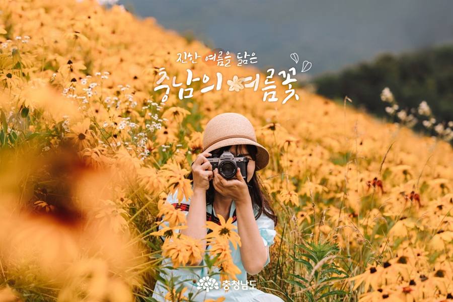  [카드뉴스]충남의 여름꽃