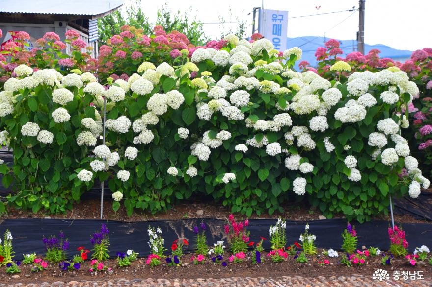 수국이 참 아름다운 공주 유구색동수국정원 꽃 축제