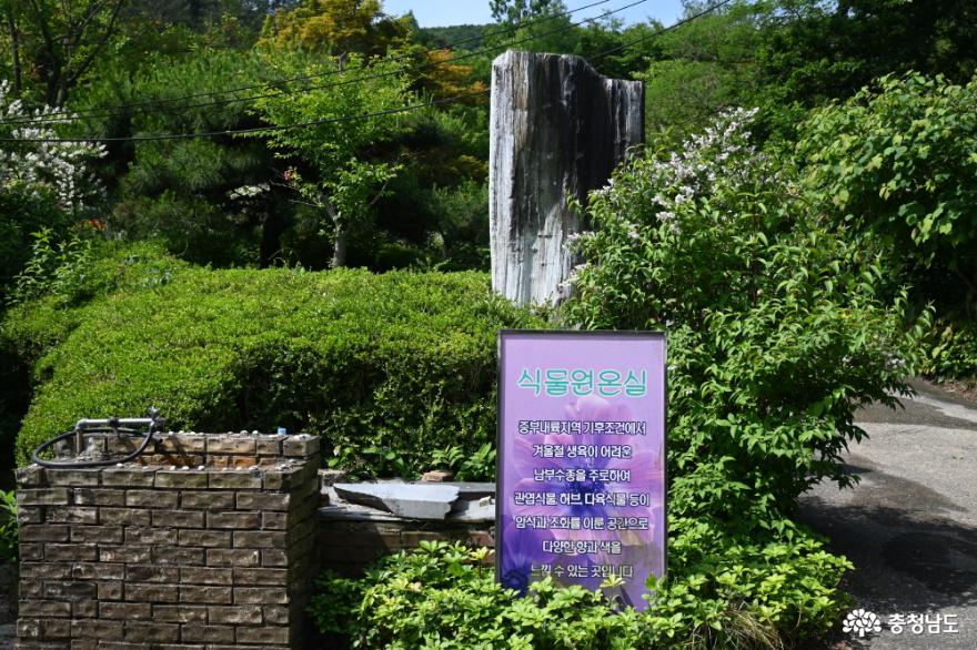 꽃구경하면서힐링산책추천청양고운식물원 12