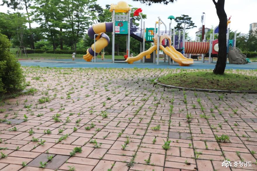 송산 꿈어린이공원 바닥에는 잡초로 무성했으며, 시설물에는 거미줄이 쳐져 있었다.