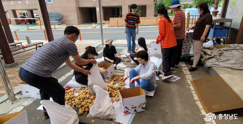 대천2동 주민자치위원회, 감자 수확해 어려운 이웃 등 전달