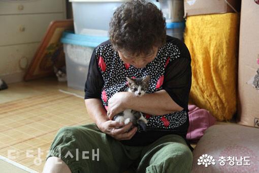 고양이 34마리와 단칸방에 사는 할머니의 사연