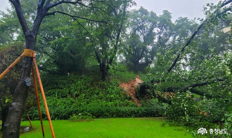 충남역사박물관의 100년 역사를 지닌 왕벚나무가 수해에 쓰러졌다.