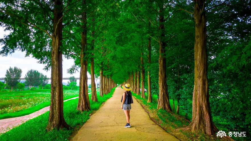 초록의자연을느끼며걷기좋은길2곳메타세콰이어길금학생태공원수변산책로 1