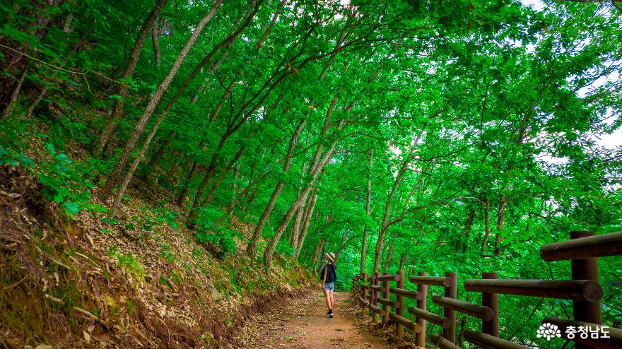 초록의자연을느끼며걷기좋은길2곳메타세콰이어길금학생태공원수변산책로 11
