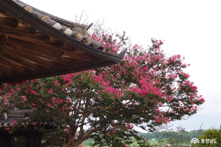 활짝 핀 배롱나무 꽃이 아름다운 논산의 유봉영당 사진