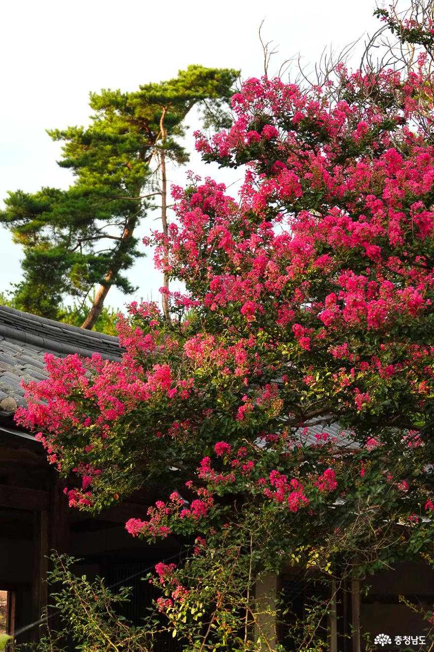 송단지의 소나무와 어우러진 배롱나무 꽃