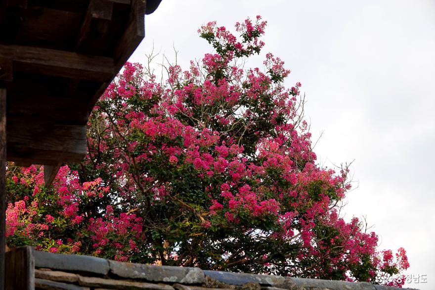 활짝핀배롱나무꽃이아름다운논산의유봉영당 3