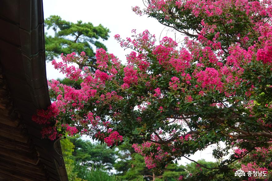 활짝 핀 배롱나무 꽃이 아름다운 논산의 유봉영당 사진