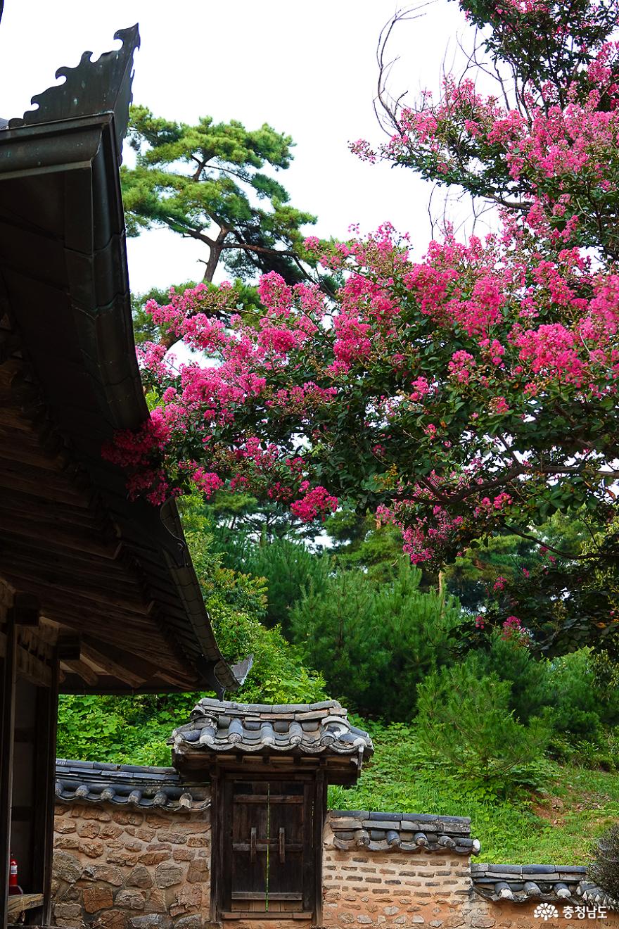 활짝핀배롱나무꽃이아름다운논산의유봉영당 5