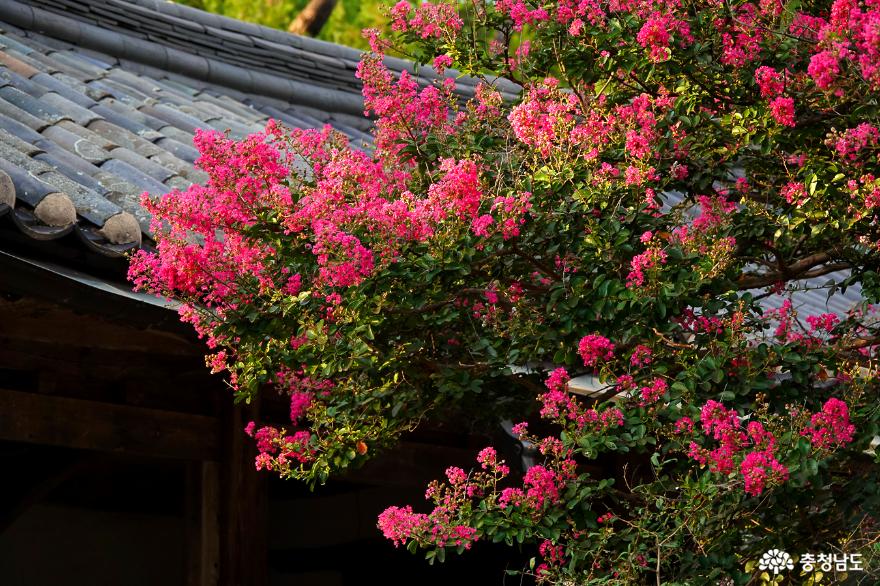 활짝핀배롱나무꽃이아름다운논산의유봉영당 6