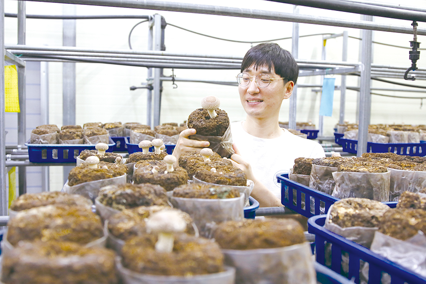 진한별 씨가 금산군 남일면 신천리에 지은 버섯재배사에서 표고버섯 상태를 살펴보고 있다.