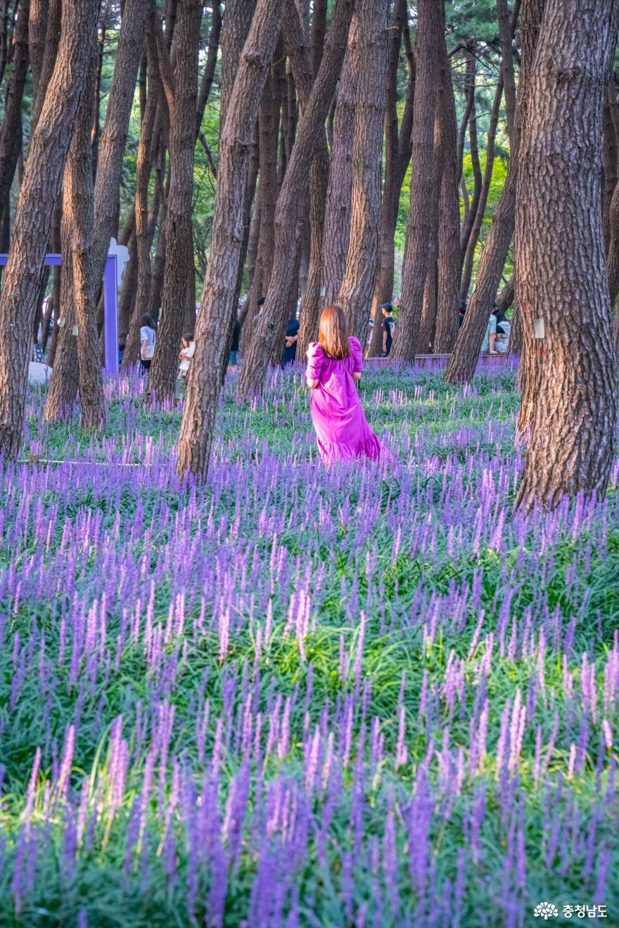 제1회 장항 맥문동 꽃축제날 찾은 서천 장항송림산림욕장 사진
