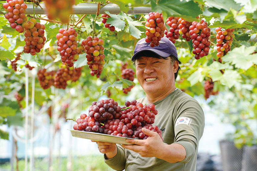 홍성군 오선학씨가 지역특화 작목인 홍주씨들리스를 수확하며 환하게 웃고 있다.