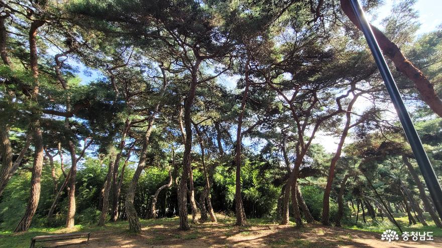 대나무 병풍에 둘러싸인 솔숲