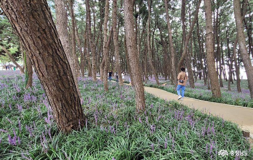 서천 송림 산림욕장 1만2000그루의 소나무. 