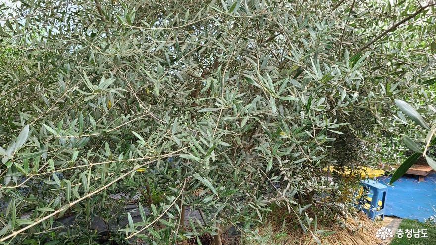 올리브 나무가 자라고 있는 당진1호 치유체험 농장; '뜰과숲 농장' 사진